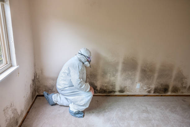 Professional Mold Inspection, Removal & Remediation in Leesburg, FL